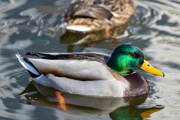 A male duck swims in a lake.
