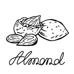 Almond. Graphic illustration, black and white. Hand drawn sketch, handwritten text