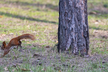 Red squirrel jumping on the green grass in the park.
