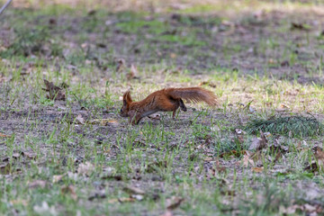Red squirrel jumping on the green grass in the park.