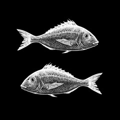 Hand drawn chalk sketch of Gilt-head bream. Illustration of two fish isolated on black background. Black and white graphics in vintage style.