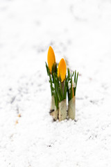 Yellow crocuses blooming in the snow. First bright spring flowers