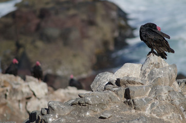 Turkey vulture Cathartes aura preening on a rock.