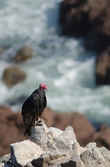 Turkey vulture Cathartes aura on a rock.