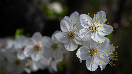 flowers of blooming tree branch