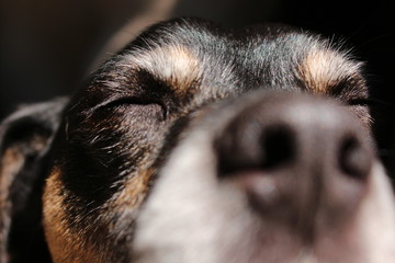 Obraz premium Perro durmiendo 