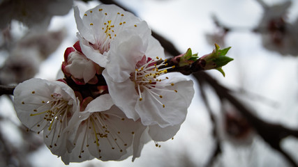 branch of blooming apricot tree in spring
