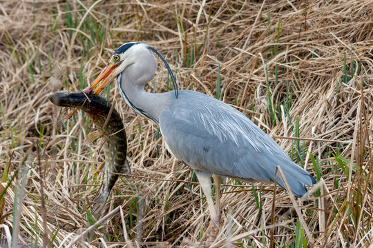 Heron And Pike 2