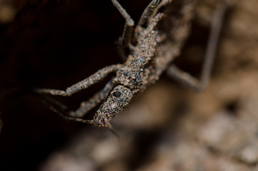 True bug in Las Cuevas of Arica.