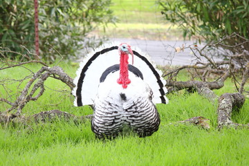 Wild Turkeys, roaming in a farmers  field