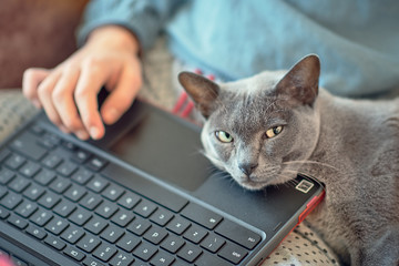 Blue british-shorthair cat resting its head on its remote-working owner's laptop keyboard, while looking at the camera. Close portrait in daylight. Horizontal orientation 