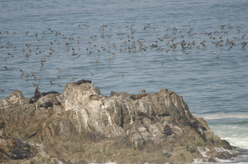 South American sea lions Otaria flavescens and guanay cormorants Leucocarbo bougainvillii in the background.