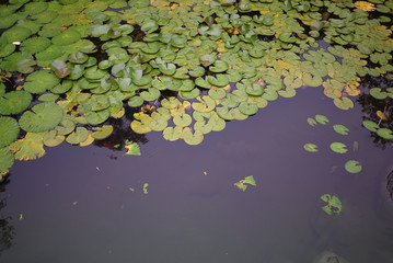 Peaceful lily pads reflected in lake water. Waterlily in garden pond in summer park. Beautiful nature plant and botanical background.