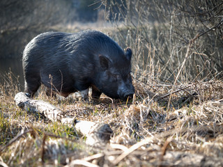 Meeting with a wild boar in nature. Wild animal
