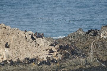Rocky cliff with South American sea lions.