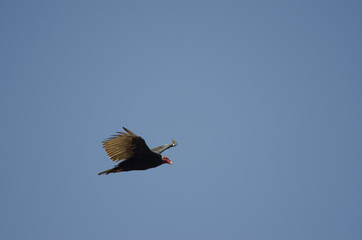 Turkey vulture Cathartes aura in flight in Las Cuevas of Arica.