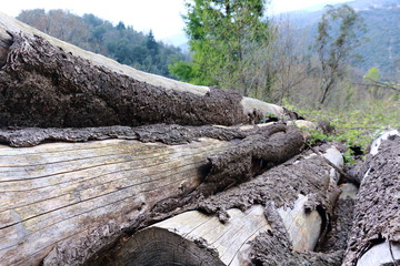 Long tree trunks laying outdoors. Green trees in the background.  