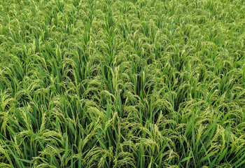 Paddy fields - close up details of paddy plants in the fields, paddy ready to be harvested, broad paddy fields