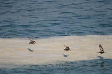 Peruvian pelicans in flight over the Pacific Ocean.