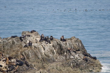 South American sea lions and guanay cormorants in the background.