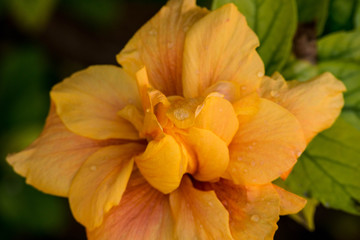 Fototapeta premium ncheiw