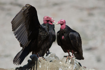 Turkey vulture Cathartes aura on a rock.