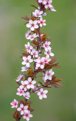 pink flowers on a green background