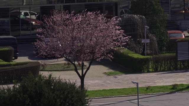 A pink blooming tree in a near empty city due to coronavirus