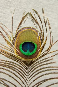 Colorful feather of a peacock. One beautiful feather.