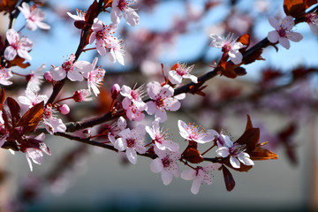 Pink Flowering Cherry Blossom Branches