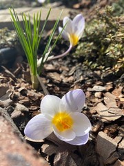 crocus in snow