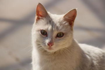 the cat with beautiful eyes