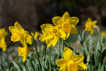 Beautiful yellow daffodils. Spring flowers