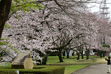 The cherry trees started blossoming all at once.