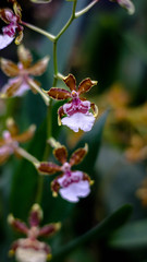 Orquideas