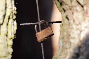 Liebesschloss am baum