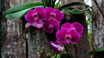 Orquidea phalaenopsis 
