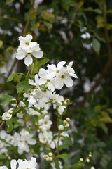 Common pearlbush (Exochirda racemosa) / Rosaceae deciduous shrub.