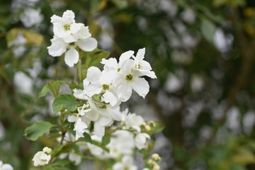 Common pearlbush (Exochirda racemosa) / Rosaceae deciduous shrub.