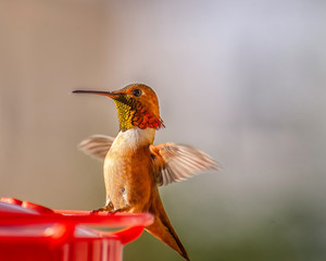 Allenâ€™s / Rufous Hummingbird (Selasphorus) at feeder, Los Angeles, CA. © GDMatthews