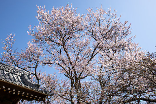 お寺に咲く枝垂れ桜