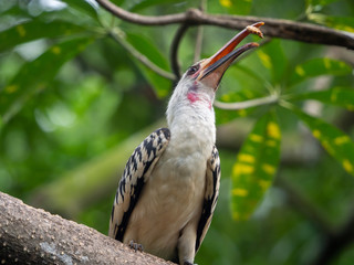 red-billed hornbill, Rotschnabeltoko