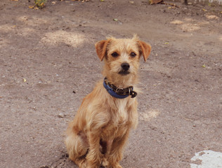 cute red curly dog ​​puppy sitting on the road in a blue collar leash