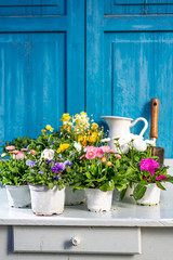 Arrangement of spring flowers in vintage style with old wooden table. Gardening concept.