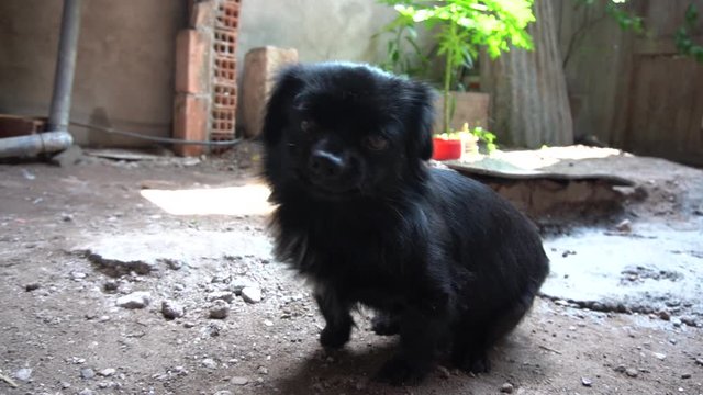 slow motion of a black dog licking its face and nose (muzzle)