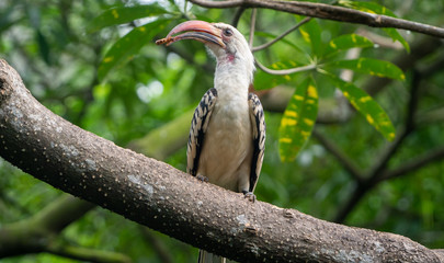 red-billed hornbill, Rotschnabeltoko