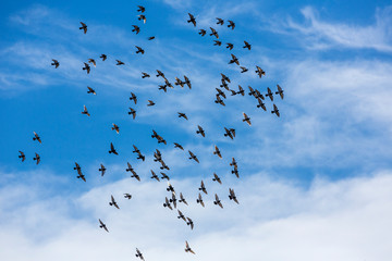 Pigeons flee togeether into a brilliant blue cloudy sky