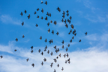 Pigeons flee togeether into a brilliant blue cloudy sky