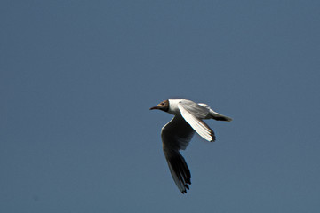 eine Möwe im Flug