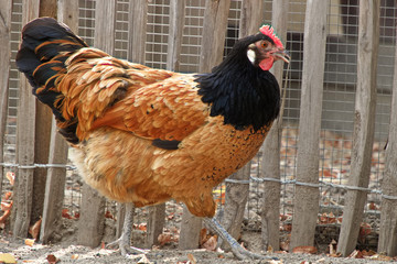 ein Huhn